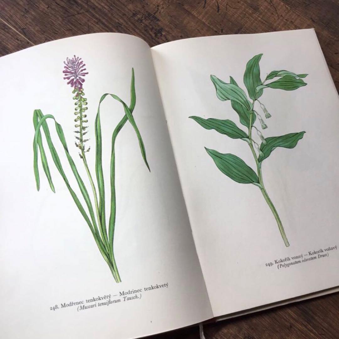 植物図鑑　洋書　チェコ植物図鑑　ボタニカルアート