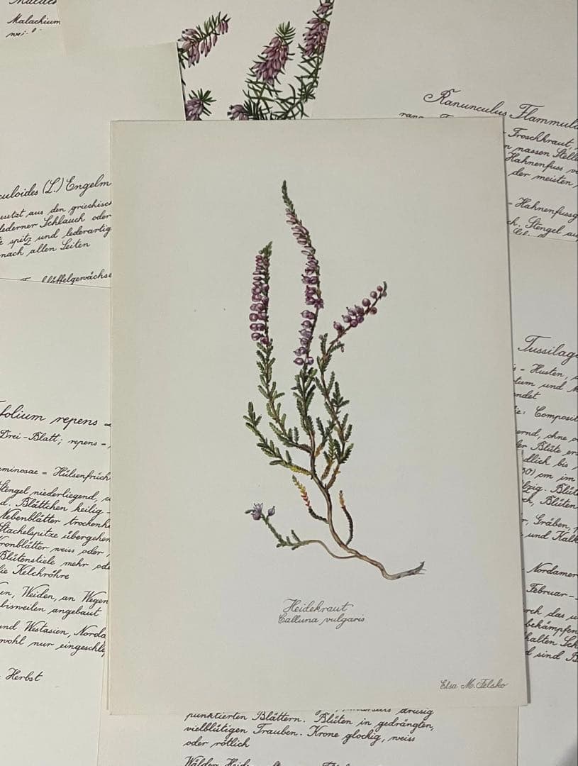 No.437ドイツ ヴィンテージ 紙もの ボタニカルアート 植物図鑑 水彩画
